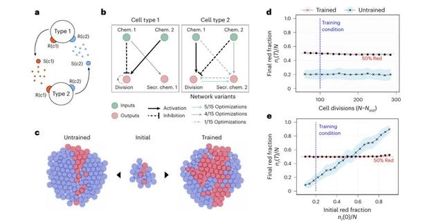 科学家用AI破解生命密码！反推细胞规则，开启编程物质可能性