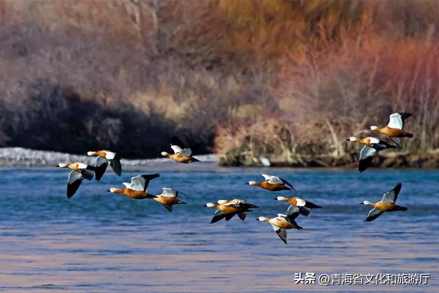青海初冬:静谧藏诗意,温柔入画来