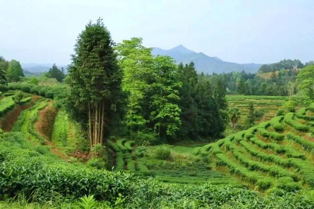 【山海协作】中秋国庆武平乡村游攻略，请查收~
