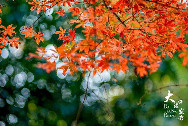 大渡口冬日“顶流”红了