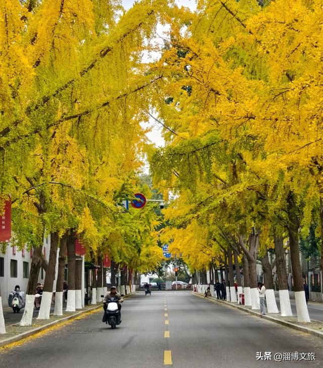 实拍!红的橘的黄的,整个淄博“燃”起来了!这些路段落叶缓扫→