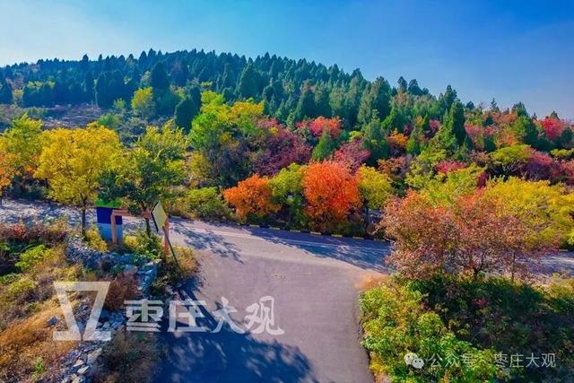 实拍枣庄牛郎山进入红叶观赏期！