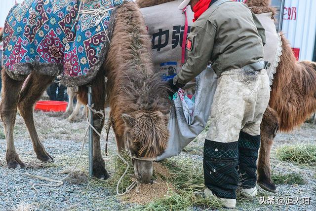 初冬，古城迎来西行客