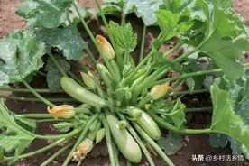 西葫芦和马铃薯有三怕，种植时不能大意，否则长不好还会导致减产图片