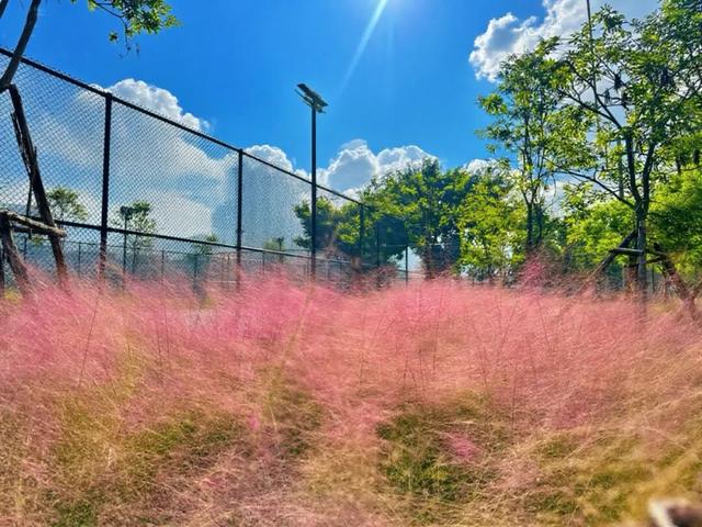 重阳登高何处去？安溪邀您赏花踏秋，解锁「茶山+云海」双景模式