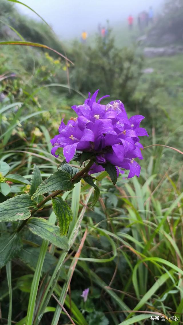 来呀，去白云山看金莲花，辽阳县大黑山风景区境内的白云山