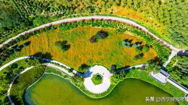 北山美丽园72亩孔雀草花朵绽放
