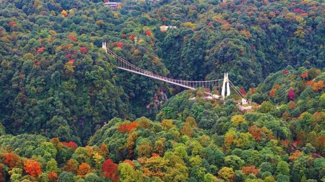 @全国中小学生：这个秋假，免门票畅玩碧峰峡！来与动物交朋友，打卡领熊猫奖牌啦！