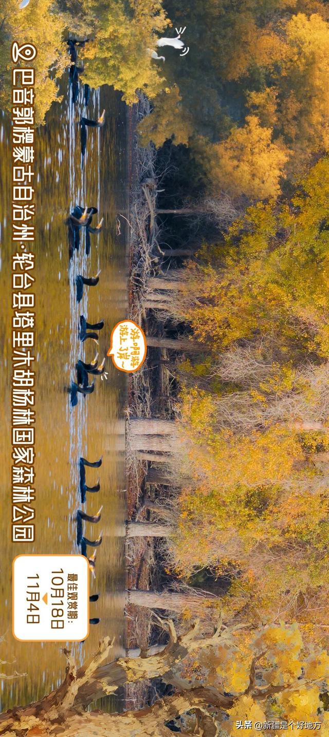新疆赏胡杨最全攻略