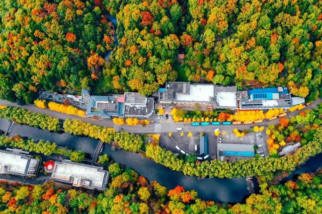 河南白云山的11月,才是秋色顶配!解锁90%游客不知道的神仙玩法