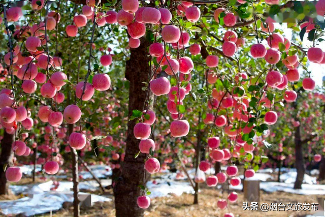 【乐游烟台】十一月的烟台：苹果熟了，秋天的味道也到了尾声