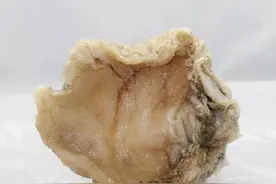 全国陆续发现的 太岁，究竟是啥？专家：它违背了自然规律图片