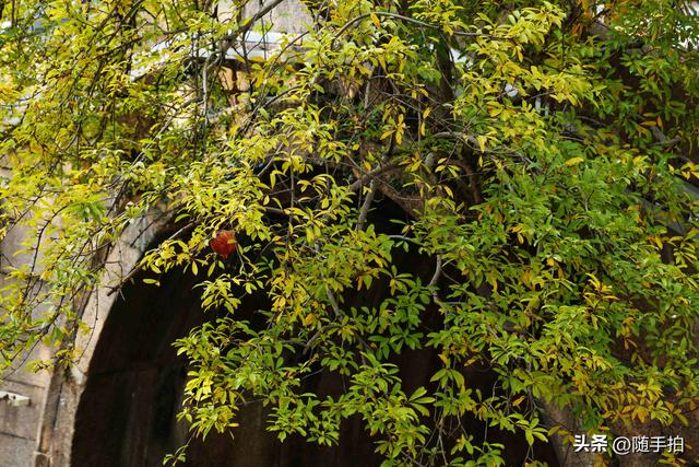 上海：120多年前从古桥石缝中“钻出”的石榴树如今硕果挂枝头