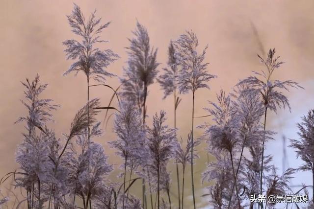 初冬汭河，摇曳一岸诗意时光