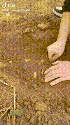 内蒙古土豆，“捡”的咋比买的还香？