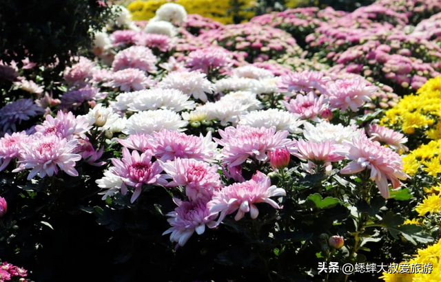 2025杭州植物园菊花展与四大分会场攻略来了，涉及赏玩交通！