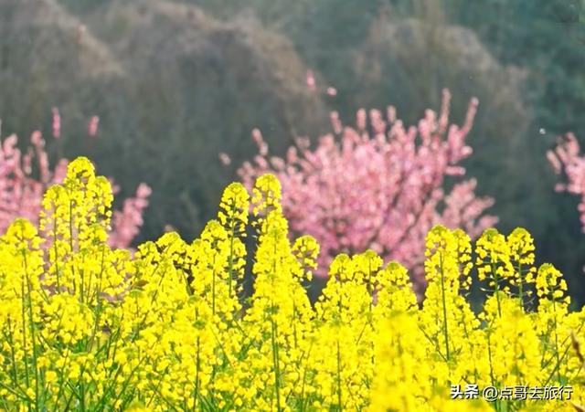 成都最浪漫的玉兰花开了，油菜花和玉兰花惊艳同框，让人赏心悦目