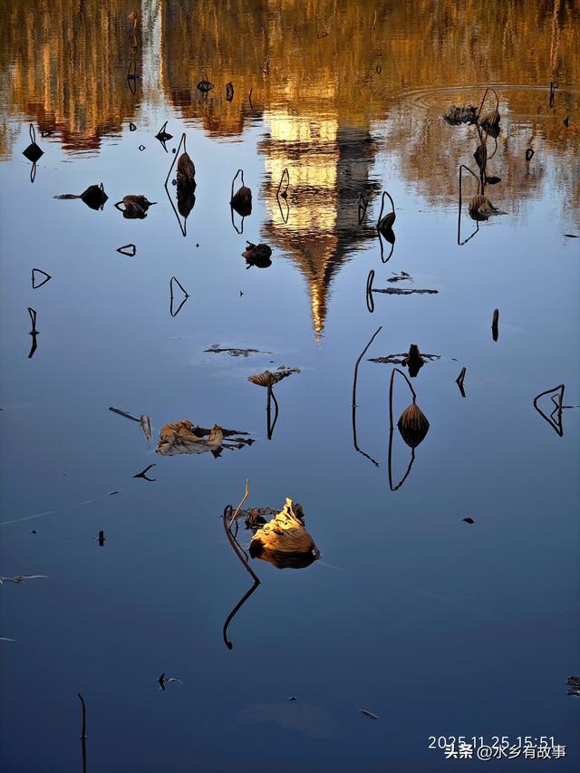 金柳，最后的一抹秋色