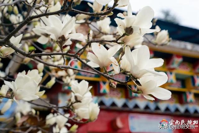 云南民族村，花都开好了！就等你来啦~