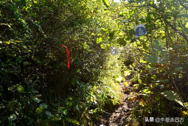 延庆应梦寺（五）：山巅极目收千嶂，林海听风涤尘心