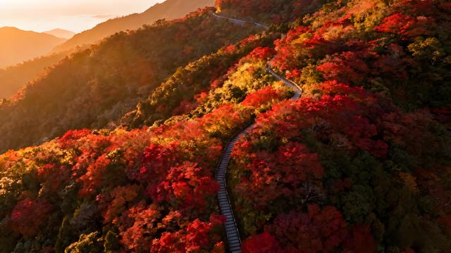 金风拂过淡水河，秋韵漫染台北城 —— 宝岛秋日的枫红诗行