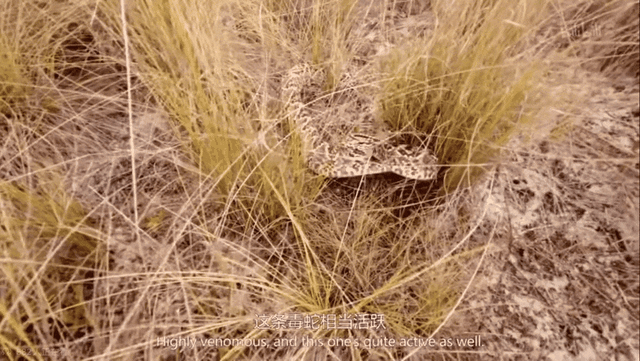 一集入坑！豆瓣9分神片《单挑荒野》续集回归！