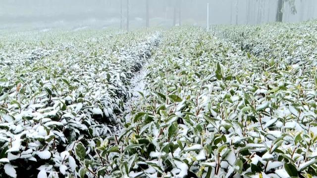 雪落渠县，水墨天成！雾凇与茶山共绘冬日限定童话