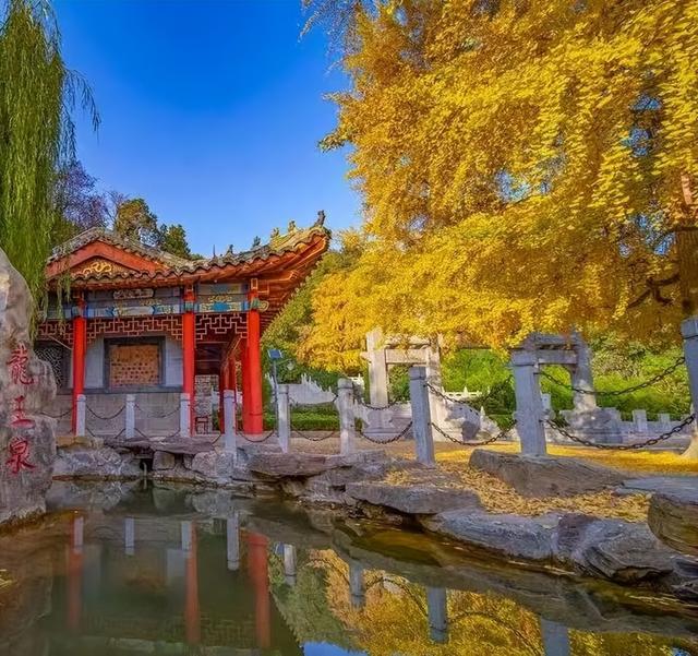 临沂此处天地一色，快来赴一场与金黄的约会吧！