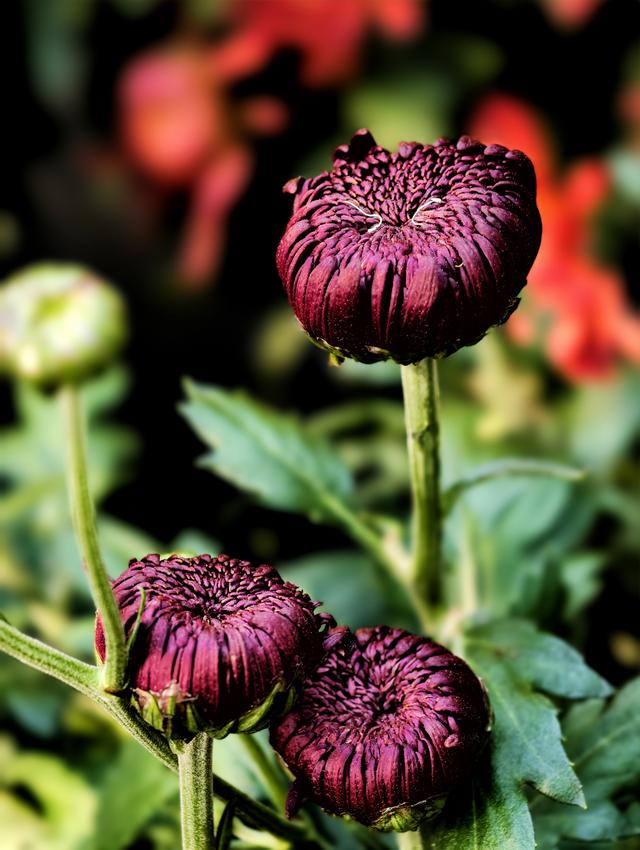 福州西湖公园2025年菊花展