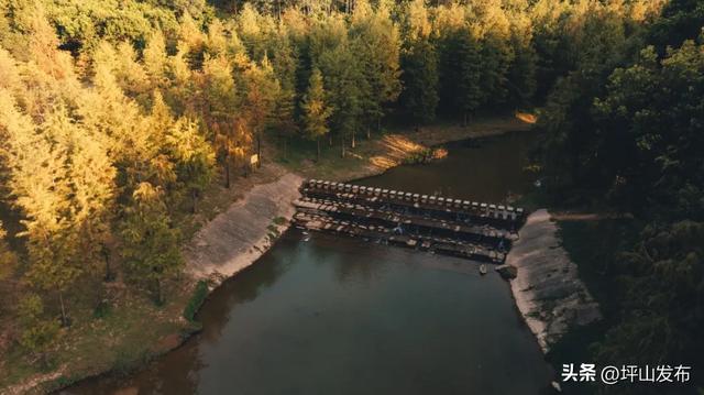 看完你的 看你的,坪山这片格桑花海承包你的秋日治愈感!