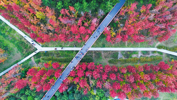 枫红映雁塔！一场枫叶与艺术的邂逅