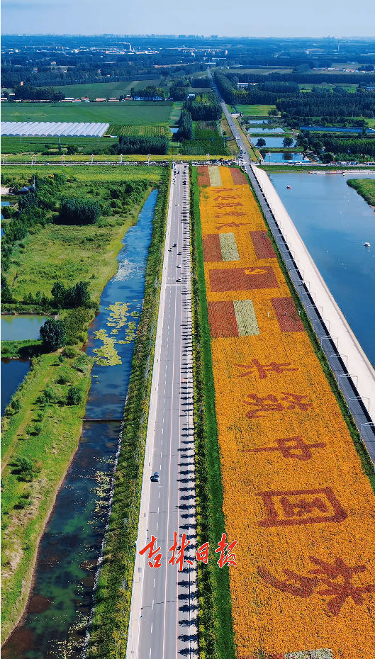 超出片！长春周边“上线”10 万㎡花海~