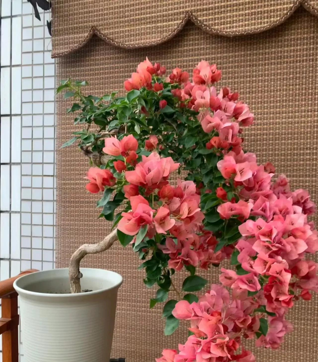 “阴树不入门，阳树不入坟”，哪些是阴树和阳树？早了解别种错！