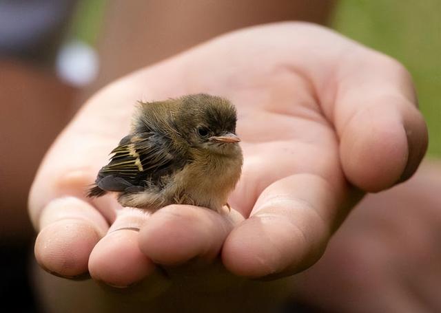 真的想问：下雨天的时候，鸟都在干什么呢？
