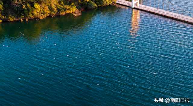 “鸥”耶！现在可以来丹江大观苑看海鸥咯~