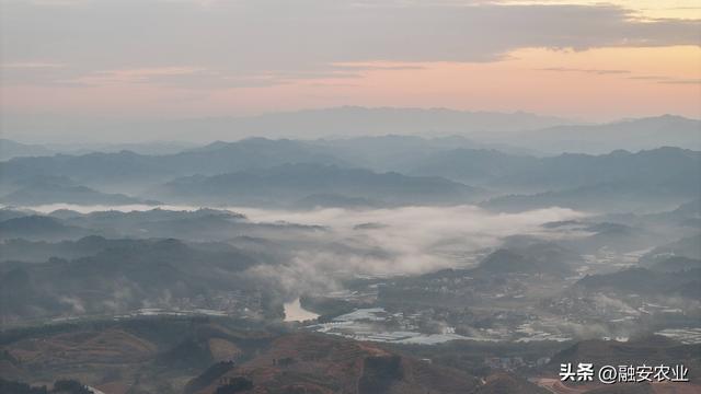 广西融安：朝霞晨雾绘山村美景