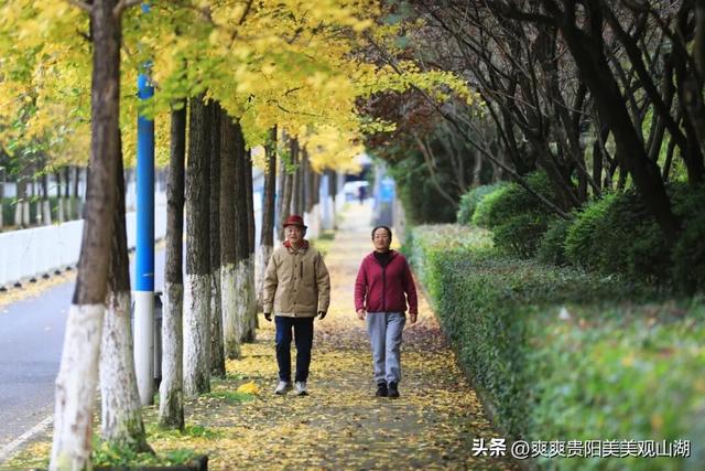 观山湖藏着一封金色情书，落款是银杏与梧桐（附最全攻略）