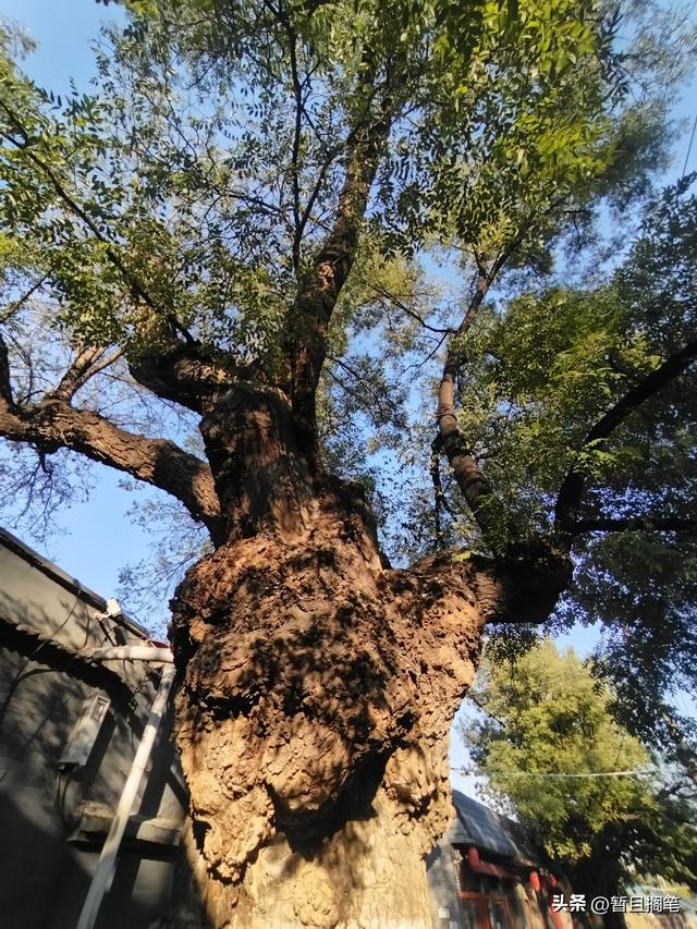 以我4次经历，带你打卡北京香山，北京的朋友请补充