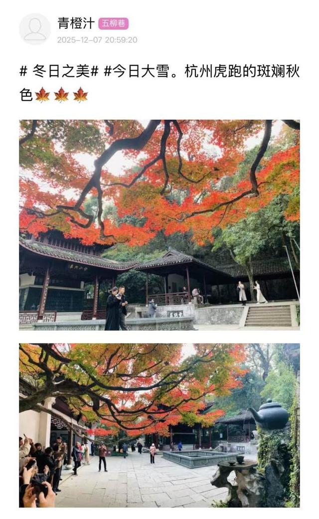 杭州最近美“枫”了，红枫和鸡爪槭还“傻傻分不清楚”？