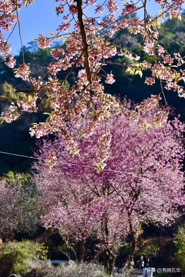 冬日美景在五华｜在暖冬赴一场粉色的冬樱花之约