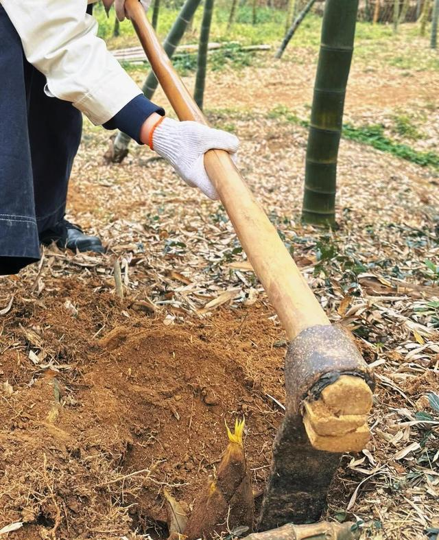 苏州旺山火了！免费逛还能挖笋，结果最后一条规矩让游客真没想到