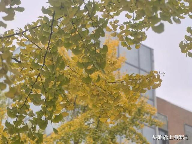 局门路银杏渐入佳境，引路人纷纷驻足打卡