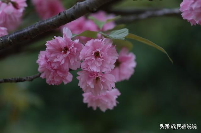 武汉赏樱花秘境，一篇告诉大家