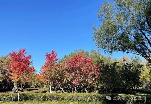 最近，龙口这两个地方美出了新高度！很多人都去打卡~~~