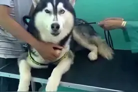 看一遍笑一遍，56组搞笑动图：不用问就知道是一个妈生的，太像了图片