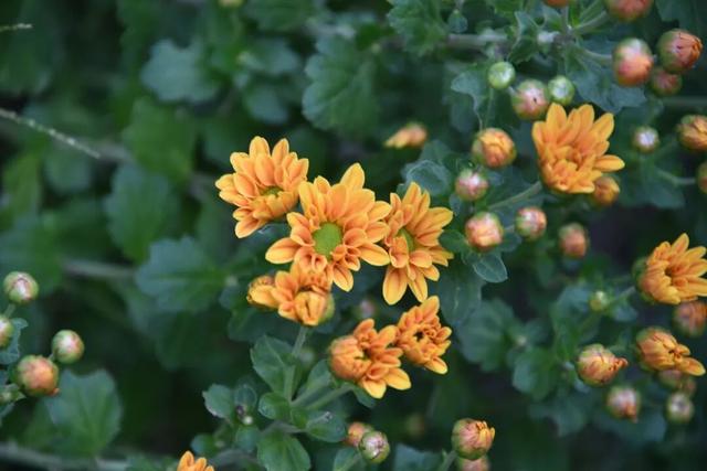 拜托，这真的很好看啊…