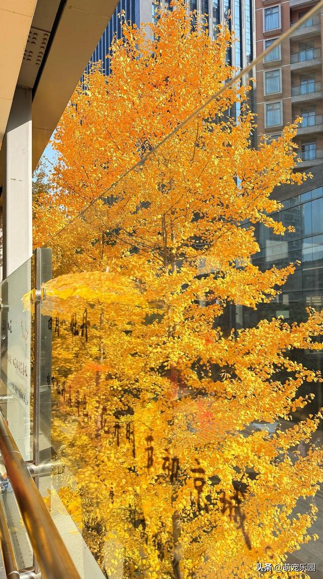 三阳路地铁口现绝美银杏，随手一拍美过滤镜