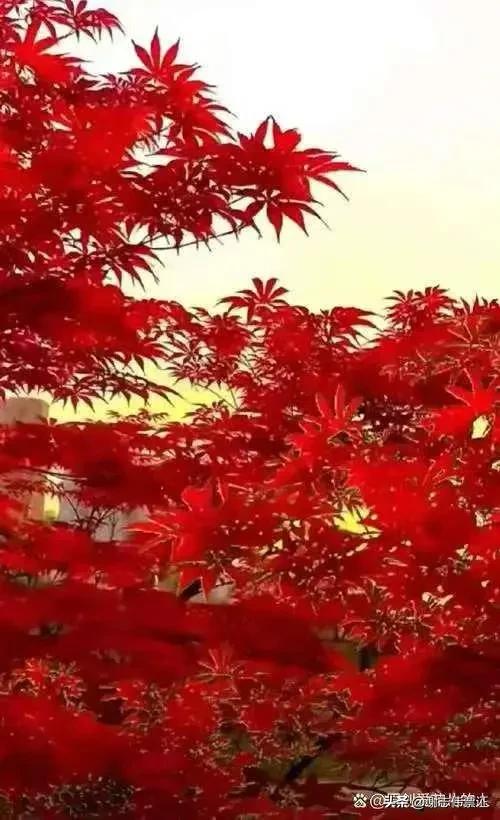 秋天红叶，色彩盛宴