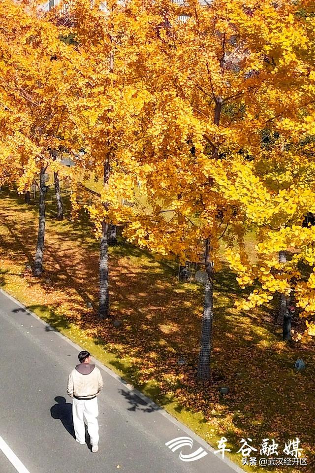 橙黄橘绿时 武汉经开区斑斓如画