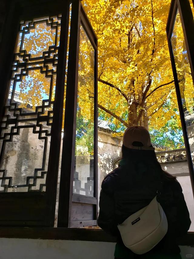 江苏“洪武银杏”变黄了,650年没结过果,但43年前却结出7粒白果